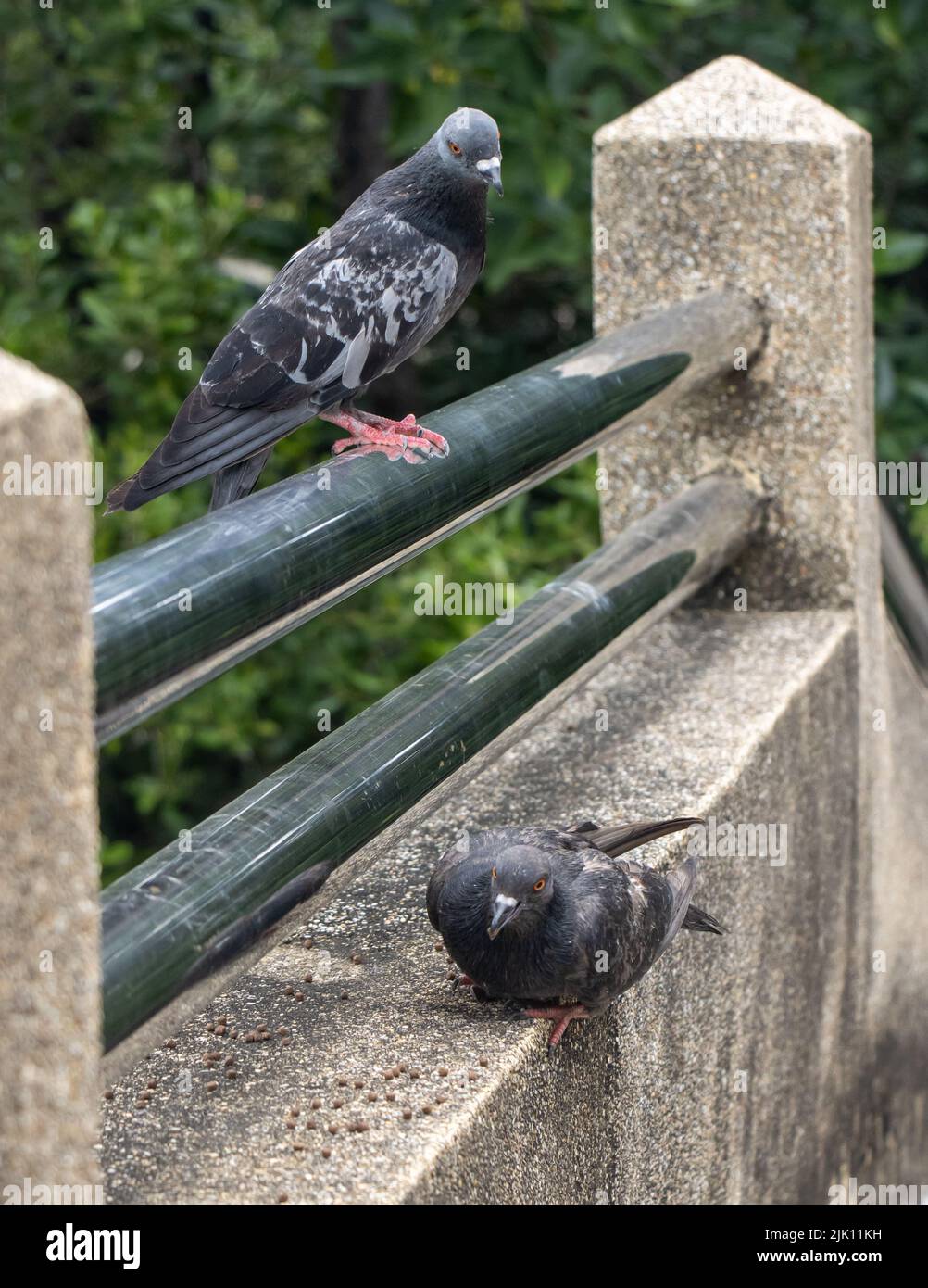 Un par de palomas en el pasadizo, Tailandia Foto de stock