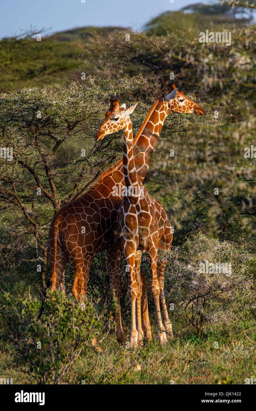 Jirafa reticulada (Giraffa camelopardalis reticulata) (Giraffa reticulata), Reserva Nacional Buffalo Springs, Parque Nacional Samburu, Kenia Foto de stock