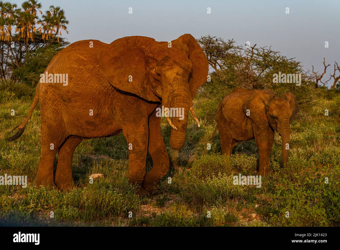 Elefantes africanos (Loxodonta), Reserva Nacional Buffalo Springs, Parque Nacional Samburu, Kenia Foto de stock