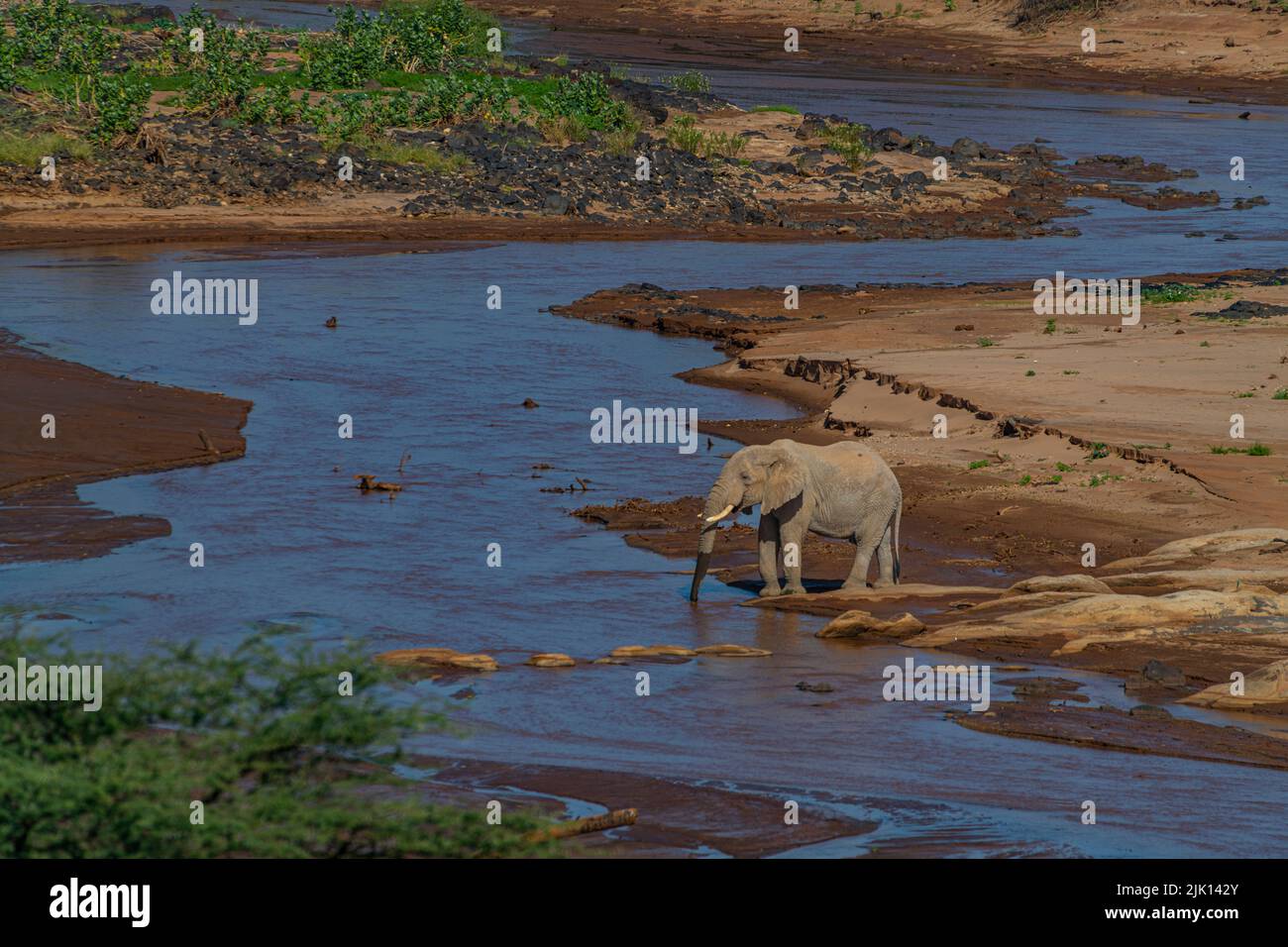 Elefante africano, río Ewaso ng'iro que fluye a través de la Reserva de Caza Shaba, Parque Nacional Samburu, Kenia Foto de stock