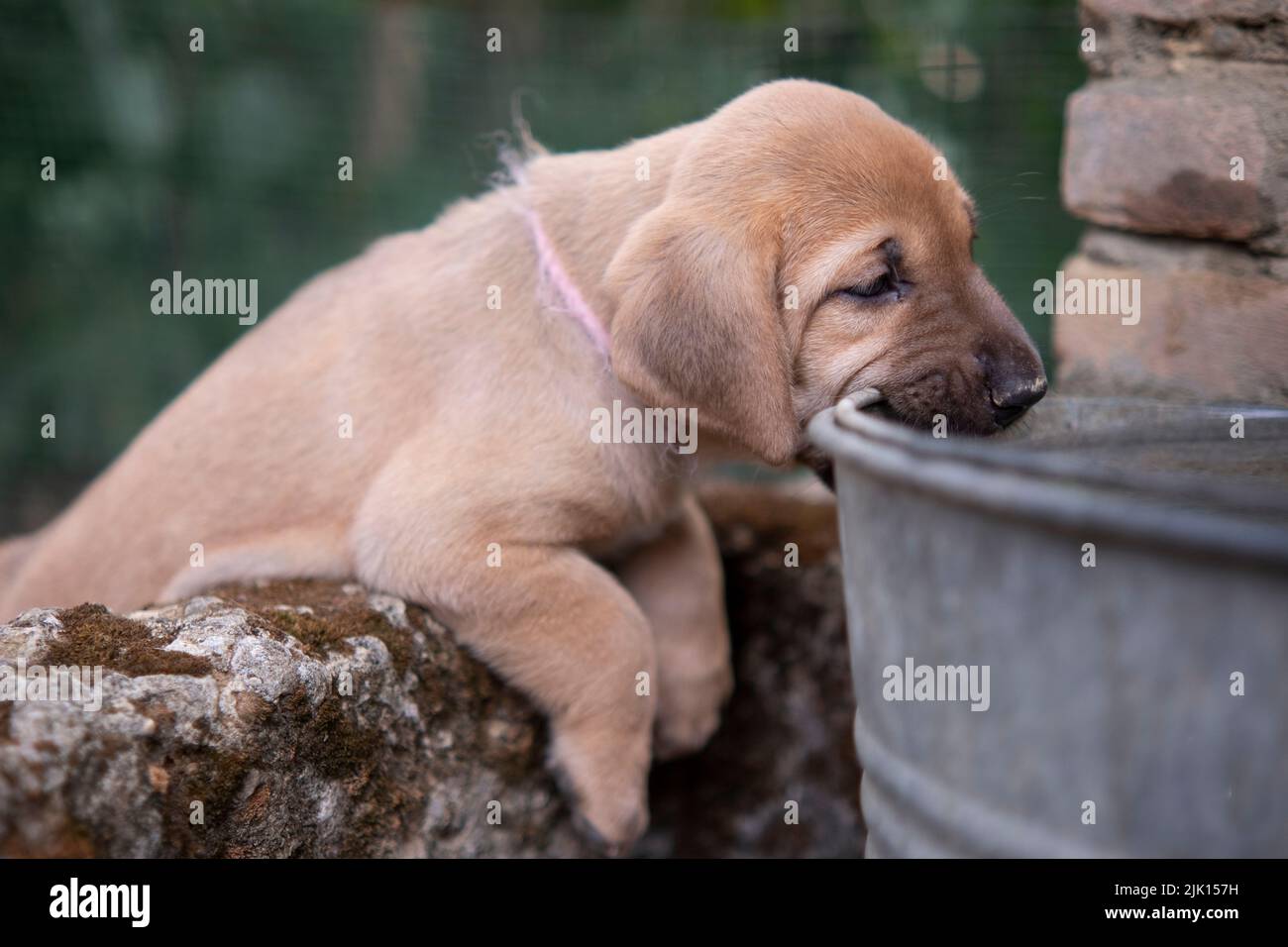Broholmer cachorro con un collar rosa jugando y mordiendo en un cubo de acero, Italia, Europa Foto de stock