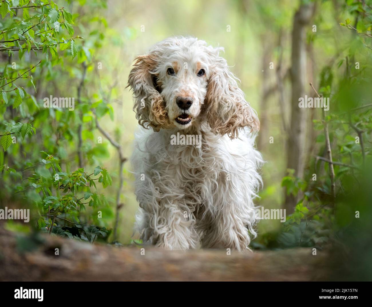 Raza de perro blanco de carpintero spaniel corriendo en el bosque hacia la cámara, Italia, Europa Foto de stock
