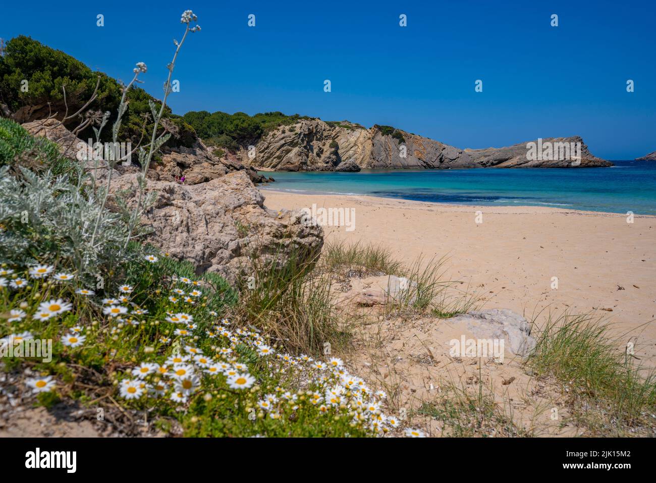 Vista de playa y flores primaverales en Arenal d'en Castell, Es Mercadal, Menorca, Islas Baleares, España, Mediterráneo, Europa Foto de stock