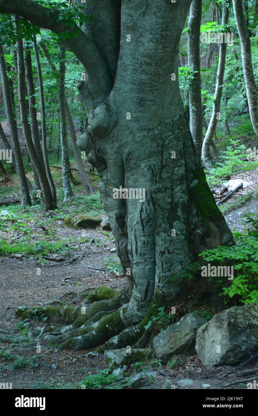 Gigante del Tramazzo, un árbol centenario de haya en el parque nacional Foreste Casentinesi (Emilia-Romagna y Toscana, Italia) Foto de stock