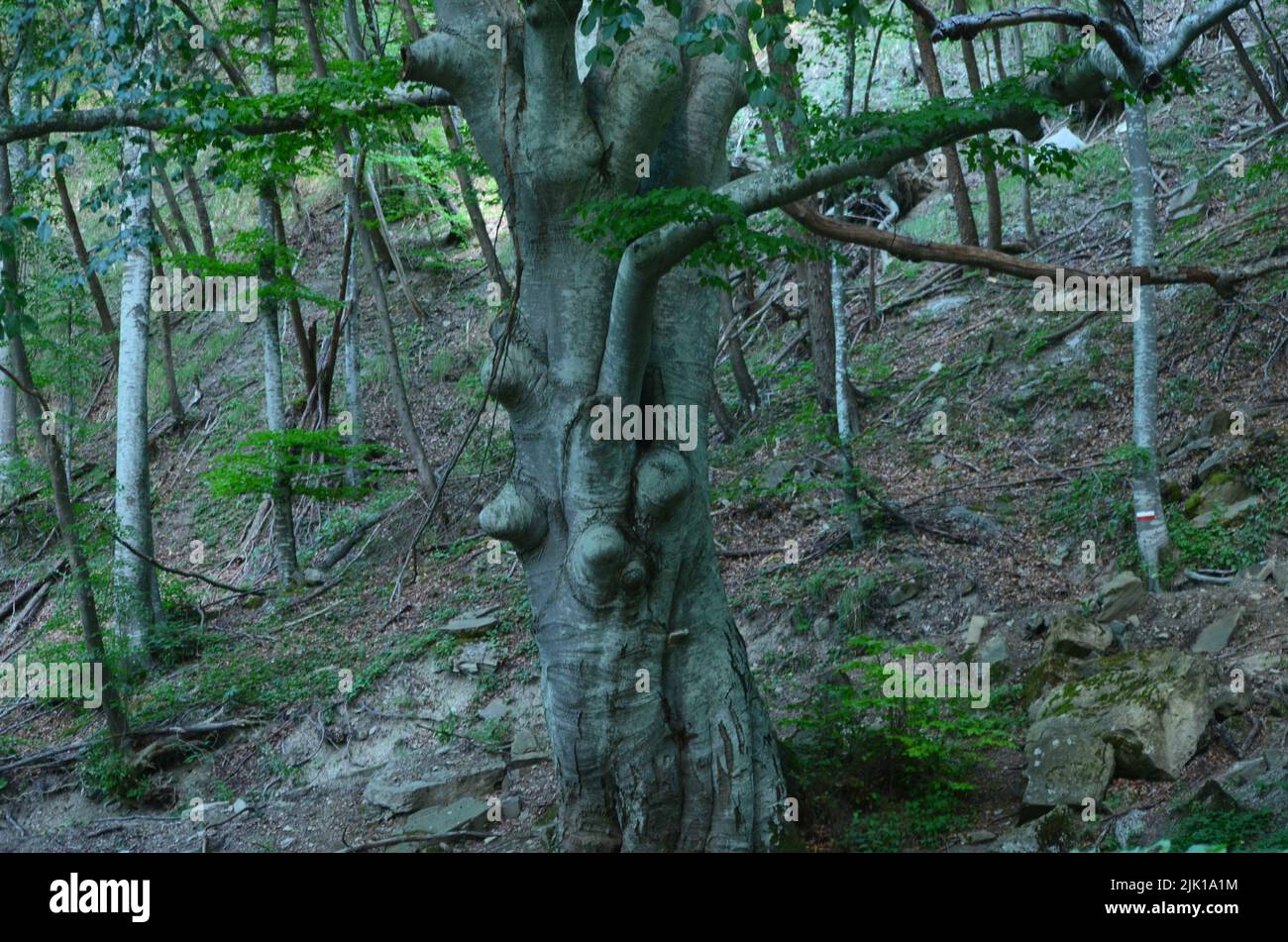 Gigante del Tramazzo, un árbol centenario de haya en el parque nacional Foreste Casentinesi (Emilia-Romagna y Toscana, Italia) Foto de stock