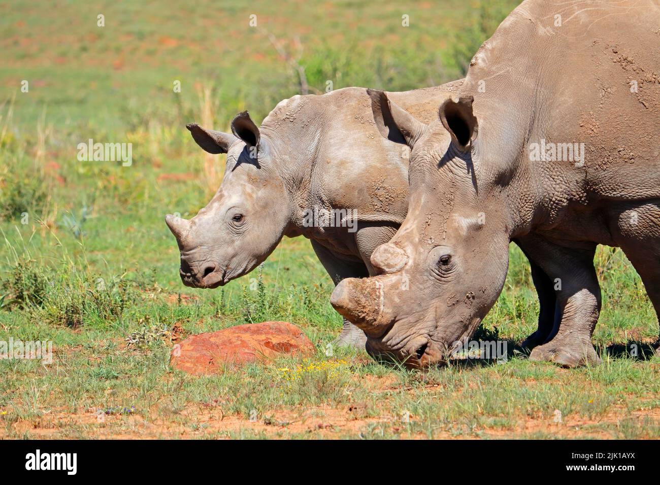 Retrato de un rinoceronte blanco (Ceratotherium simum) con ternero, Sudáfrica Foto de stock