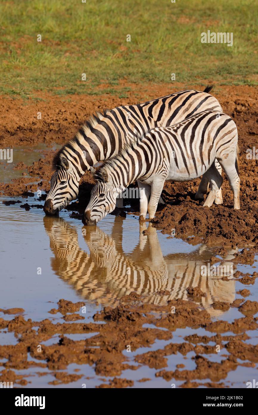 Zebras de llanuras (Equus burchelli) bebiendo en una chacera, Parque Nacional Mokala, Sudáfrica Foto de stock