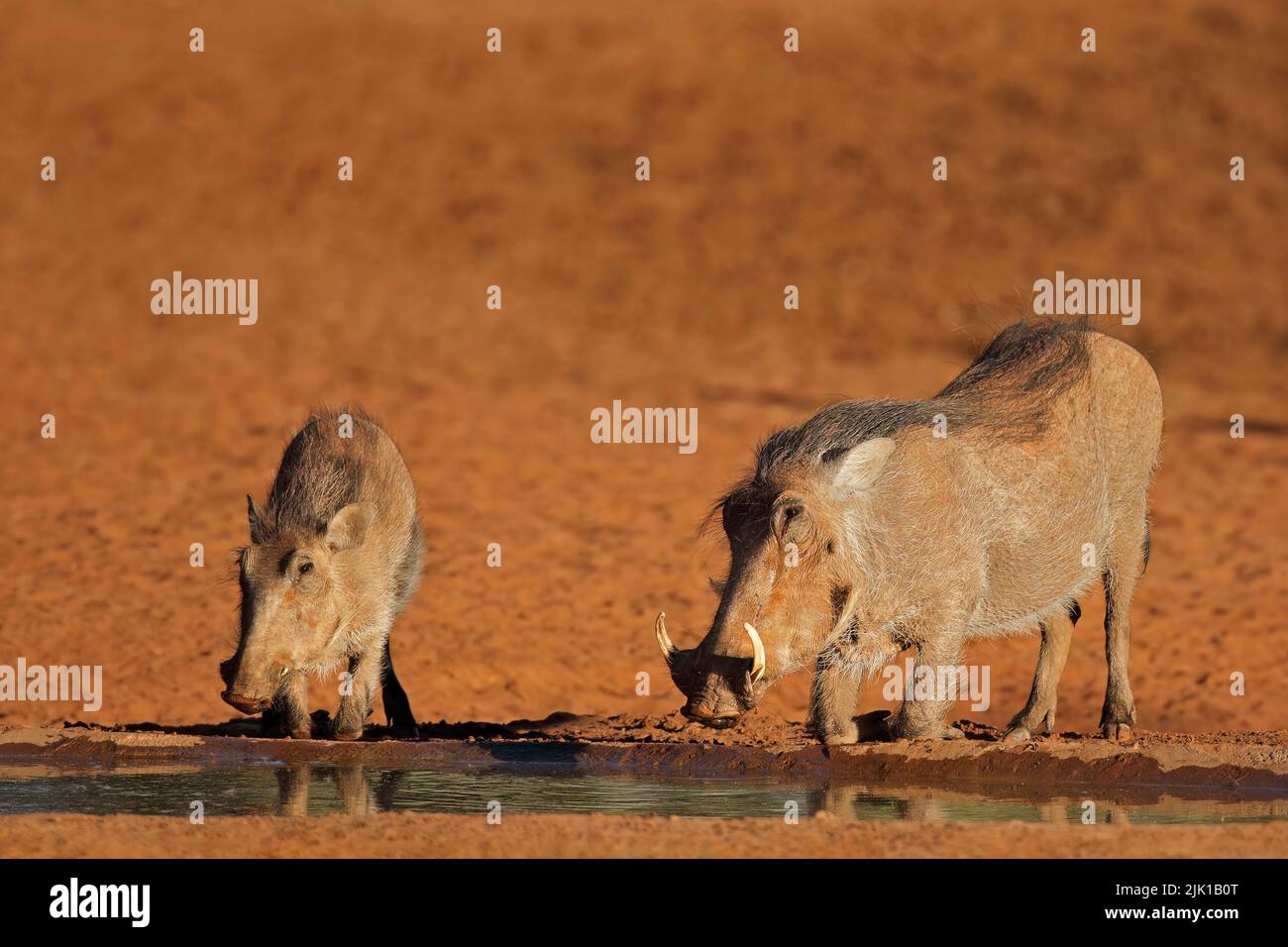 Warthogs (Phacochoerus africanus) bebiendo en un pozo de agua, Sudáfrica Foto de stock