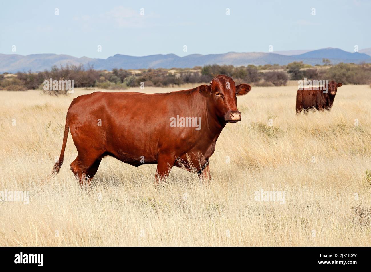 Una vaca de campo libre caminando por una pradera en una granja rural, Sudáfrica Foto de stock