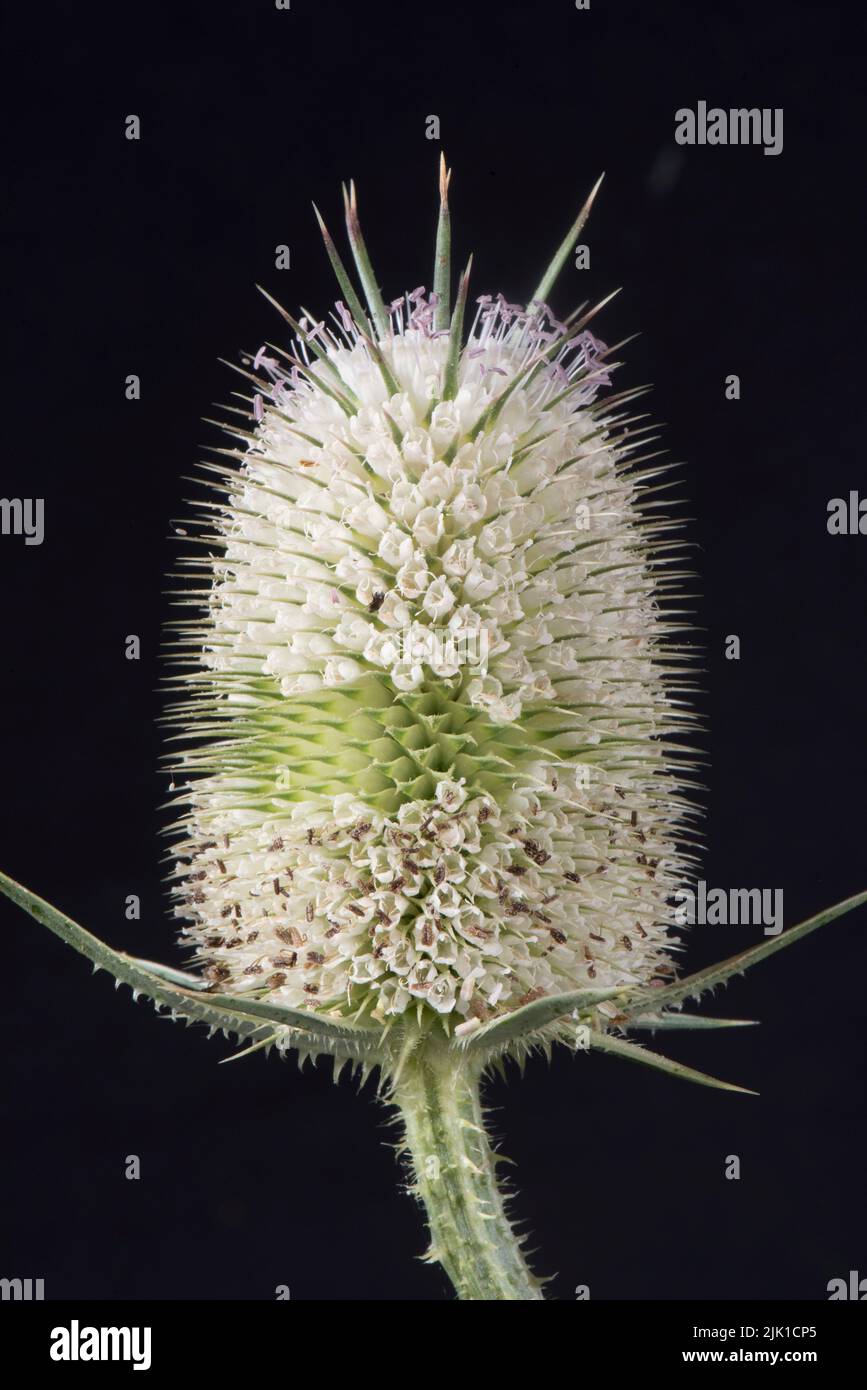 Cabeza de flor de teasela blanca (Diposacus fullonum) con cinturón central estrecho con flores que se abren por encima y por debajo, julio Foto de stock
