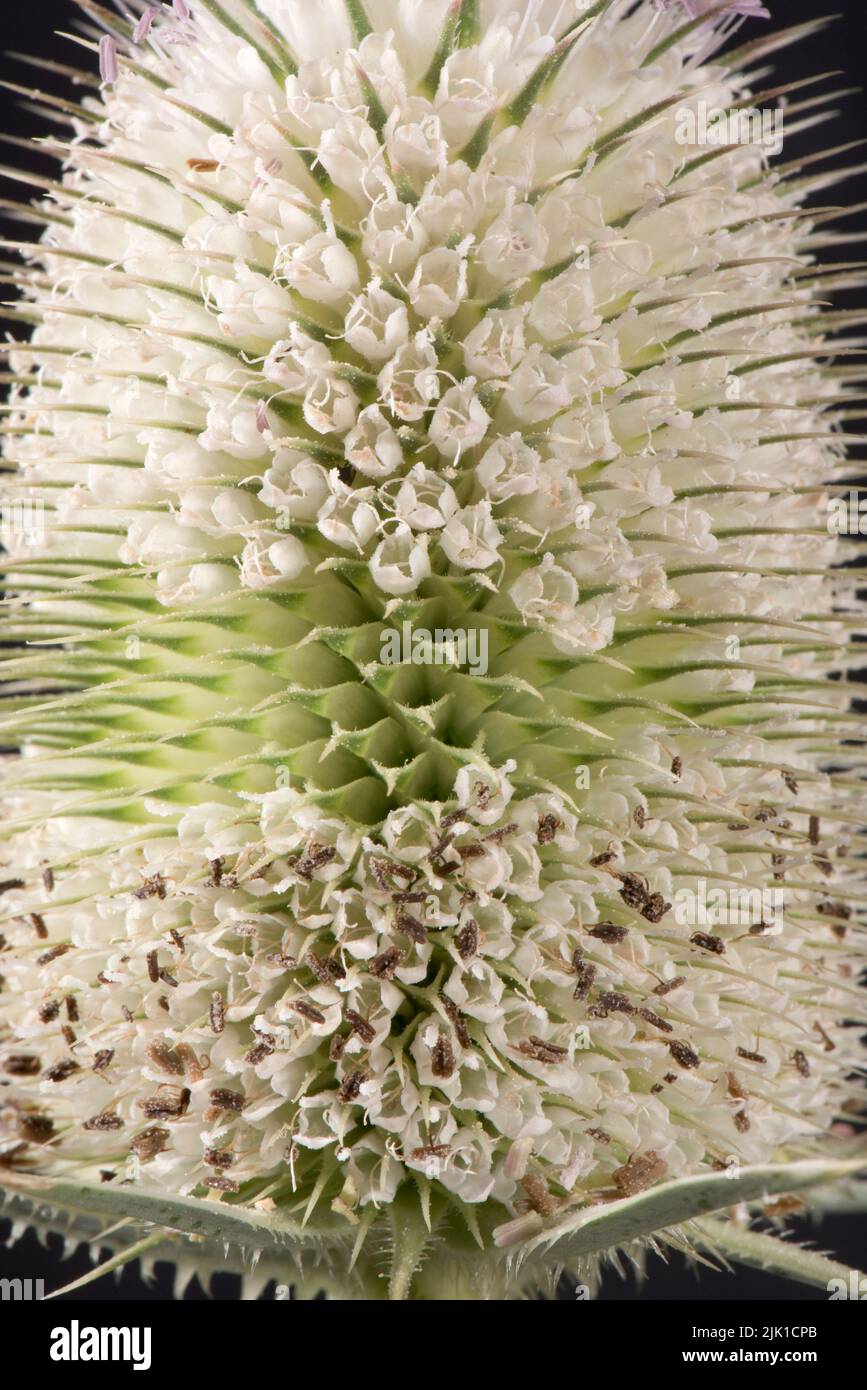 Cabeza de flor de teasela blanca (Diposacus fullonum) con cinturón central estrecho con flores que se abren por encima y por debajo, julio Foto de stock