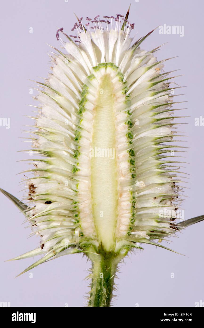 Corte de teasela blanca (Diposacus fullonum) a través de la cabeza de la flor con cinturón central vacío estrecho con flores que se abren por encima y por debajo, julio Foto de stock