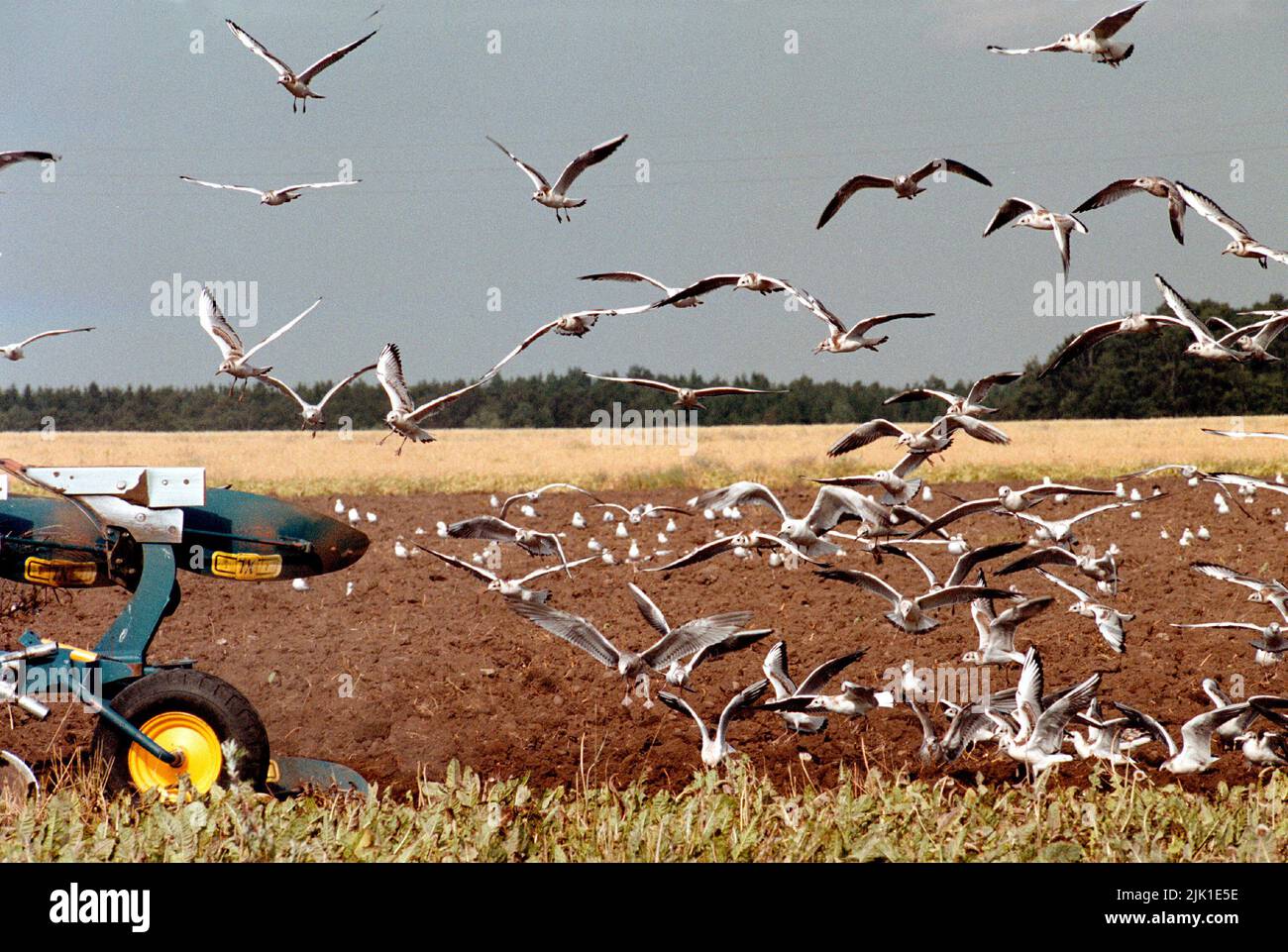 Tiempo estacional, agricultura. Agricultor arando con su tractor y arado en un campo Foto de stock