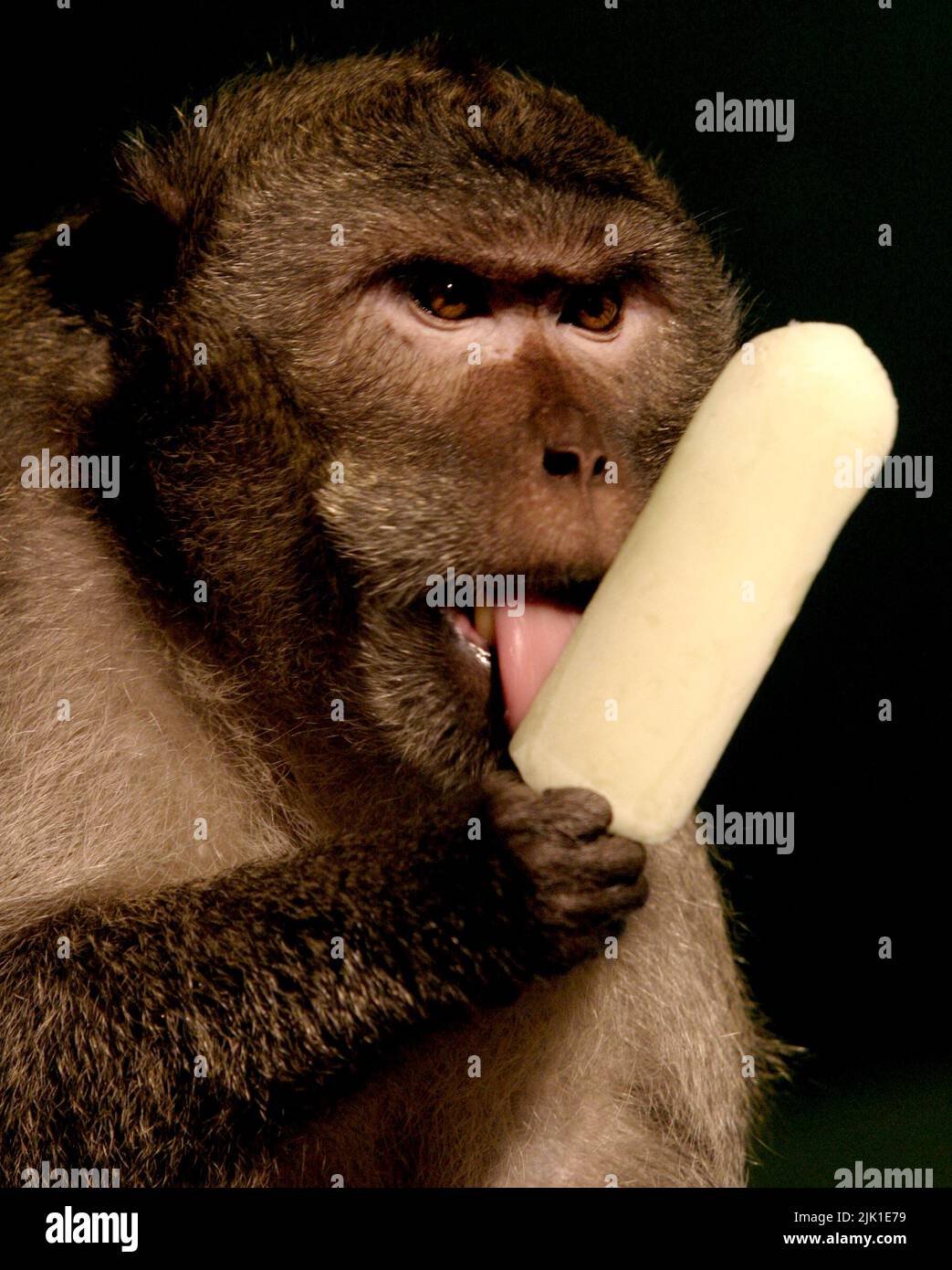 Un mono con un helado. Foto de stock