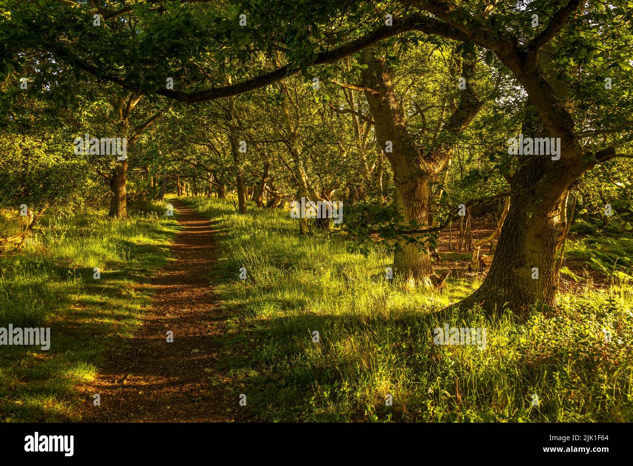 Un camino de bosque a la luz de la mañana temprano. Foto de stock