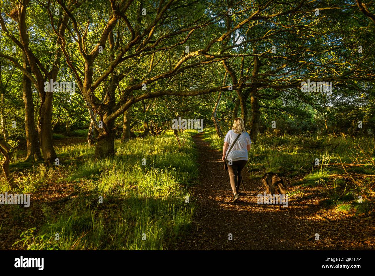 Un paseo temprano por la mañana en el bosque a lo largo del borde de la tierra común. Foto de stock