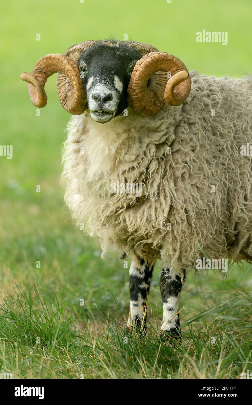 Primer plano retrato del carnero Dalesbred, con magníficos cuernos rizos, mirando hacia delante en un prado de verano. Yorkshire Dales, Reino Unido. Vertical, copyspace. Foto de stock