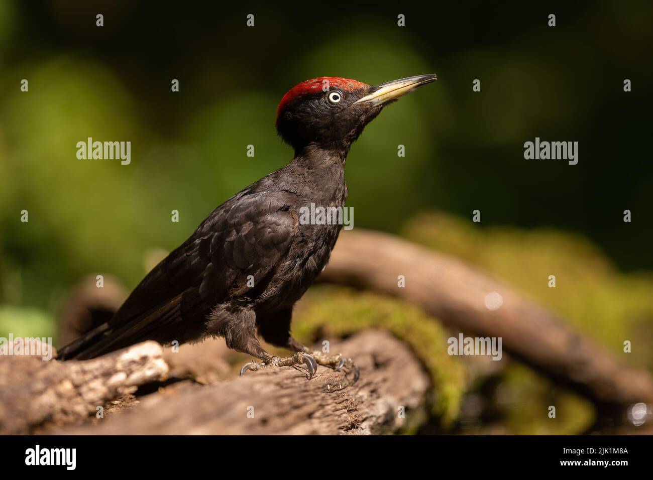 Pájaro carpintero negro sentado en un árbol caído en la naturaleza primaveral Foto de stock