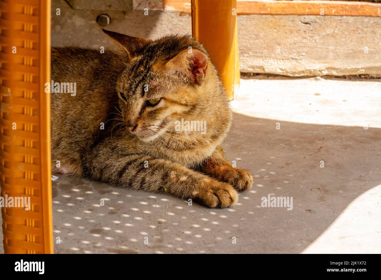 Acérquese A Un gato que está durmiendo y sentado perezosamente, una mascota que está de moda en la sociedad musulmana Foto de stock