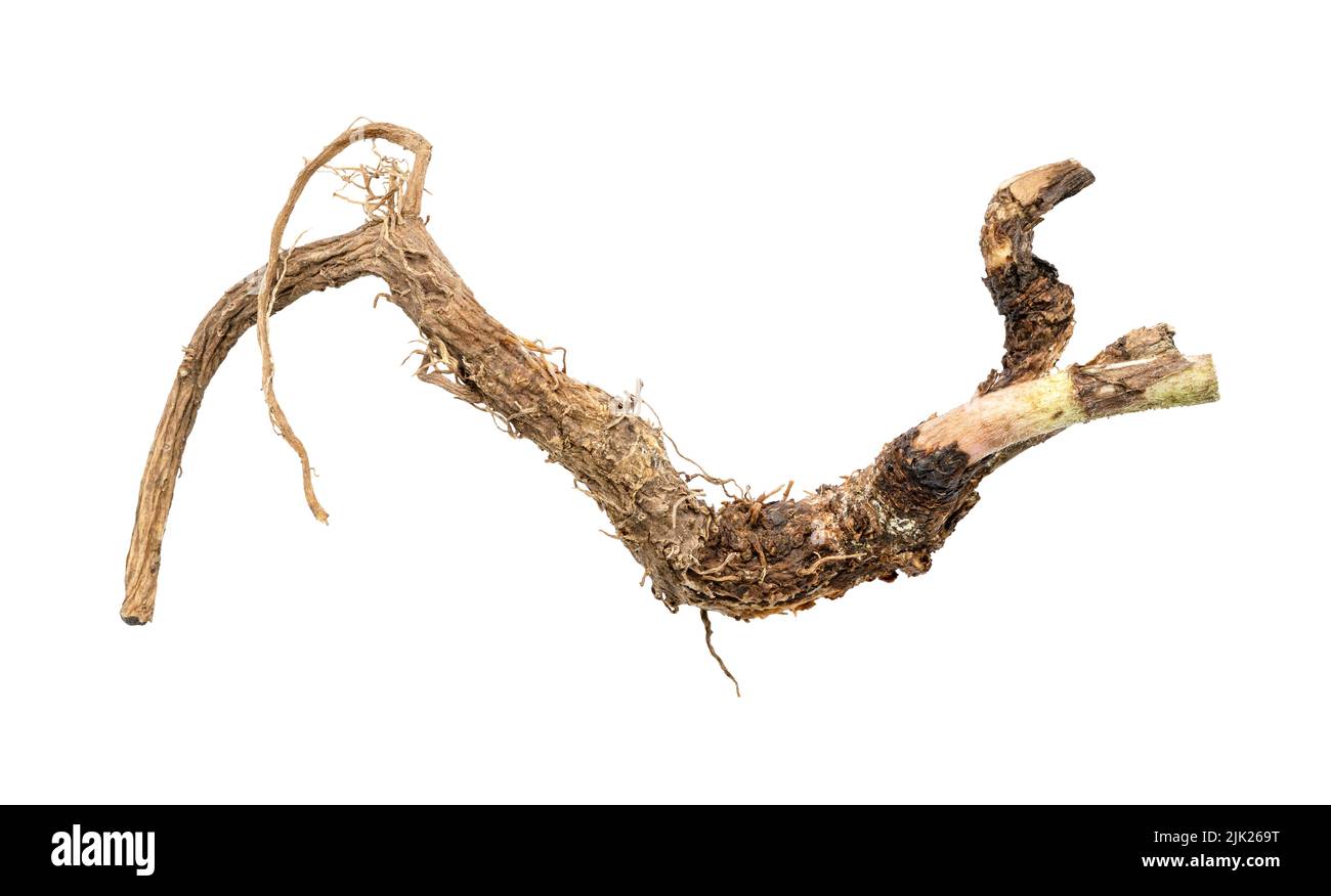 raíz completa de planta de achicoria común aislada sobre fondo blanco Foto de stock