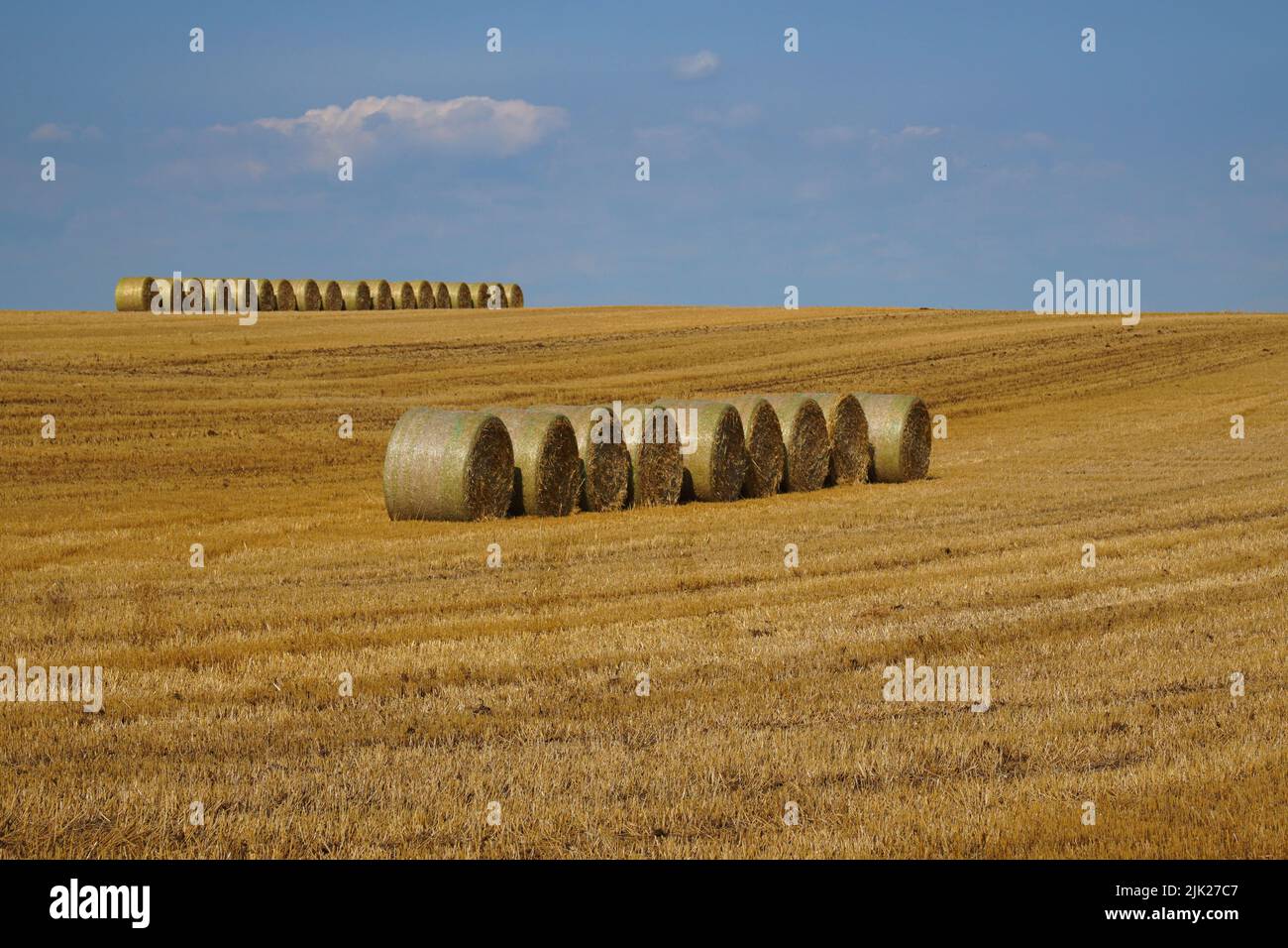 Hilera de fardos redondos de paja en una hilera en un campo de trigo durante la cosecha bajo un cielo azul Foto de stock