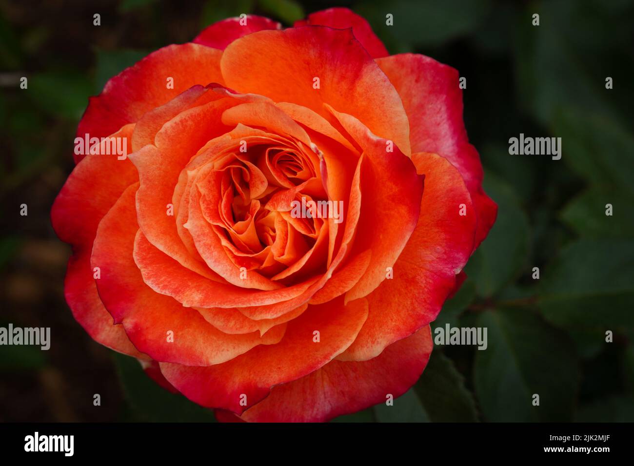 Primer plano de una sola flor pura de la rosa de la poesía Foto de stock