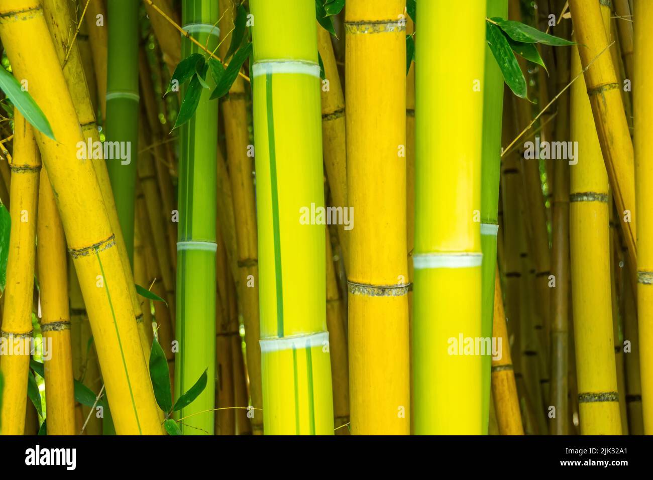 Tallos de bambú grandes de cerca, tallos variegados Foto de stock