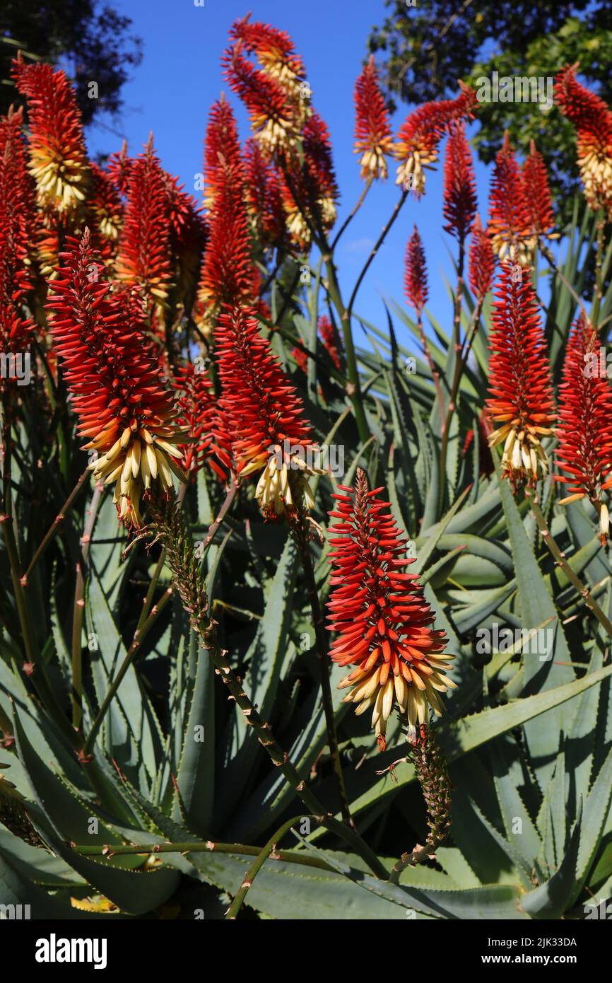 Aloe rojo floreciendo (arborescens) en el Jardín Botánico de Adelaida en Adelaida, Australia Meridional Foto de stock