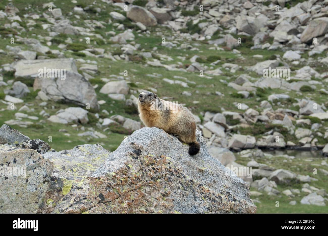 Alpine Marmot en el reloj en una roca en las montañas de los Pirineos Foto de stock