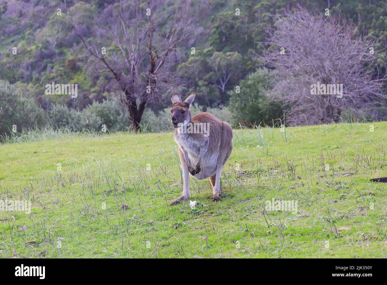Un canguro murmurando sobre un hongo en el Parque Nacional de Cleland, en Australia Meridional Foto de stock