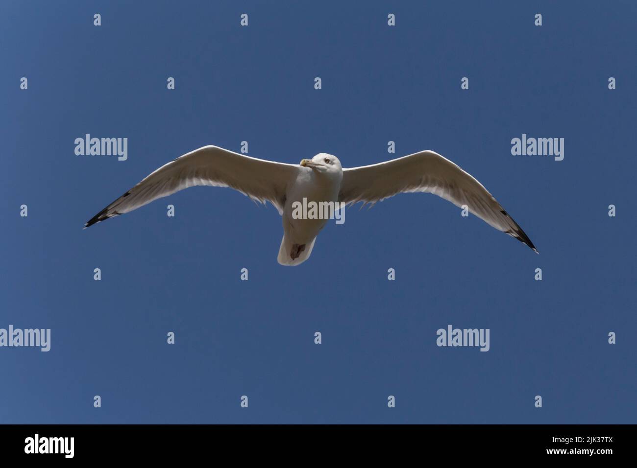 primer plano de una gran gaviota con fondo negro volando en un cielo azul claro Foto de stock
