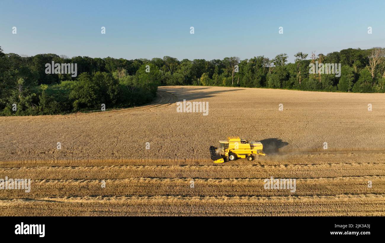 Cosechadora Cosechadora vista aérea del zumbido durante la cosecha de cereales Cultivo cortado de trigo Triticum aestivum campo ha-campo, tierra, bosque Foto de stock