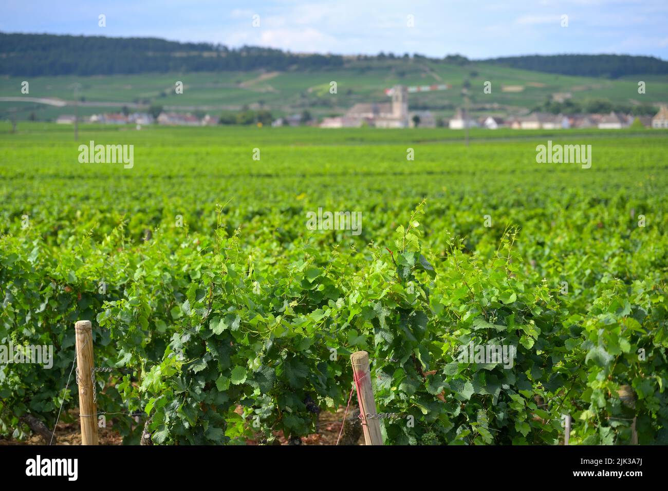 Los famosos viñedos alrededor de la ciudad de Pommard (Route des Grands Crus), Borgoña FR Foto de stock