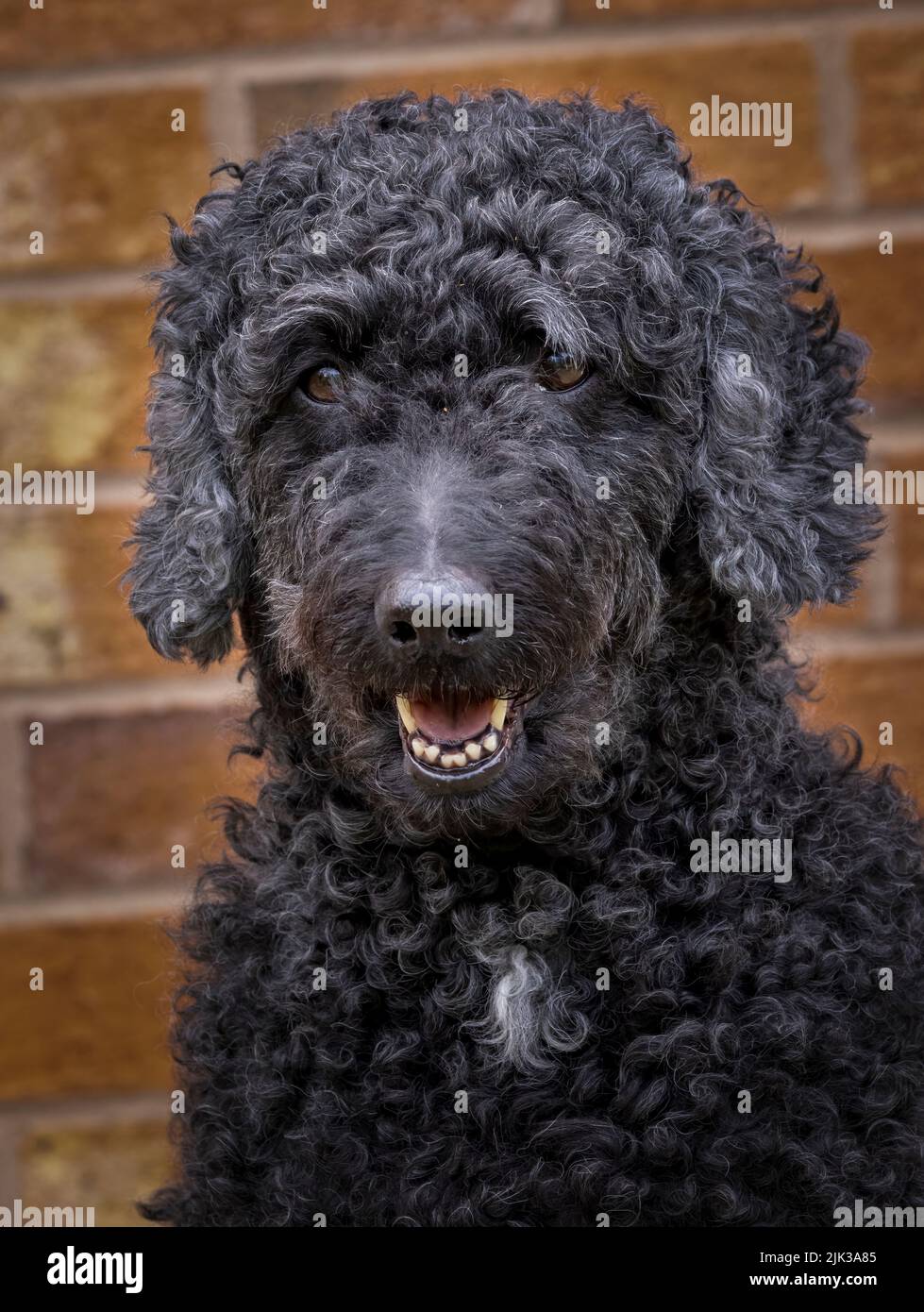 Lindo perro Labradoodle negro, mirando hacia la cámara con la boca abierta. Fotografiado contra una pared de ladrillo Foto de stock