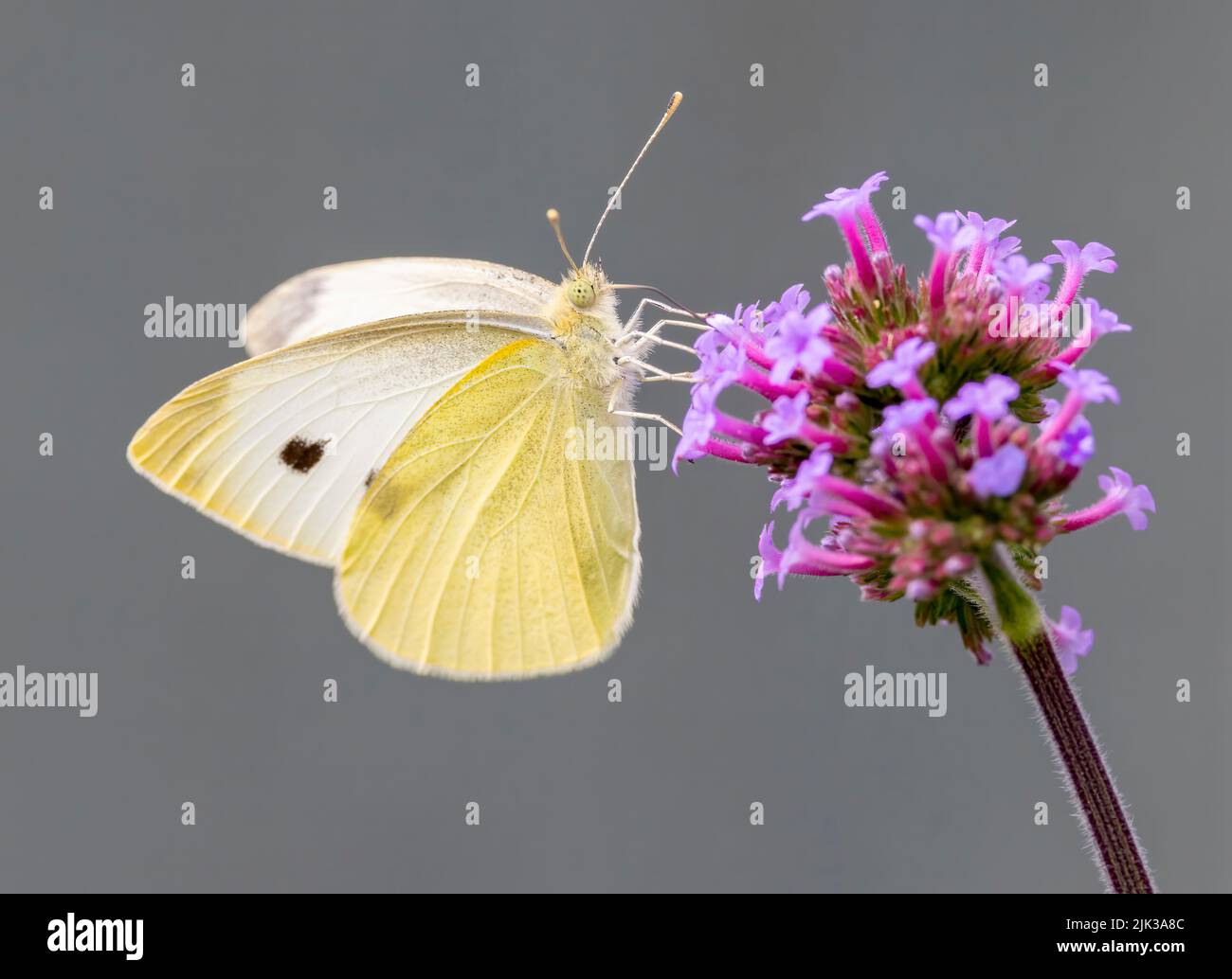 Un primer plano de una pequeña mariposa blanca hembra, (Pieris rapae), alimentándose de una flor de Verbena Foto de stock