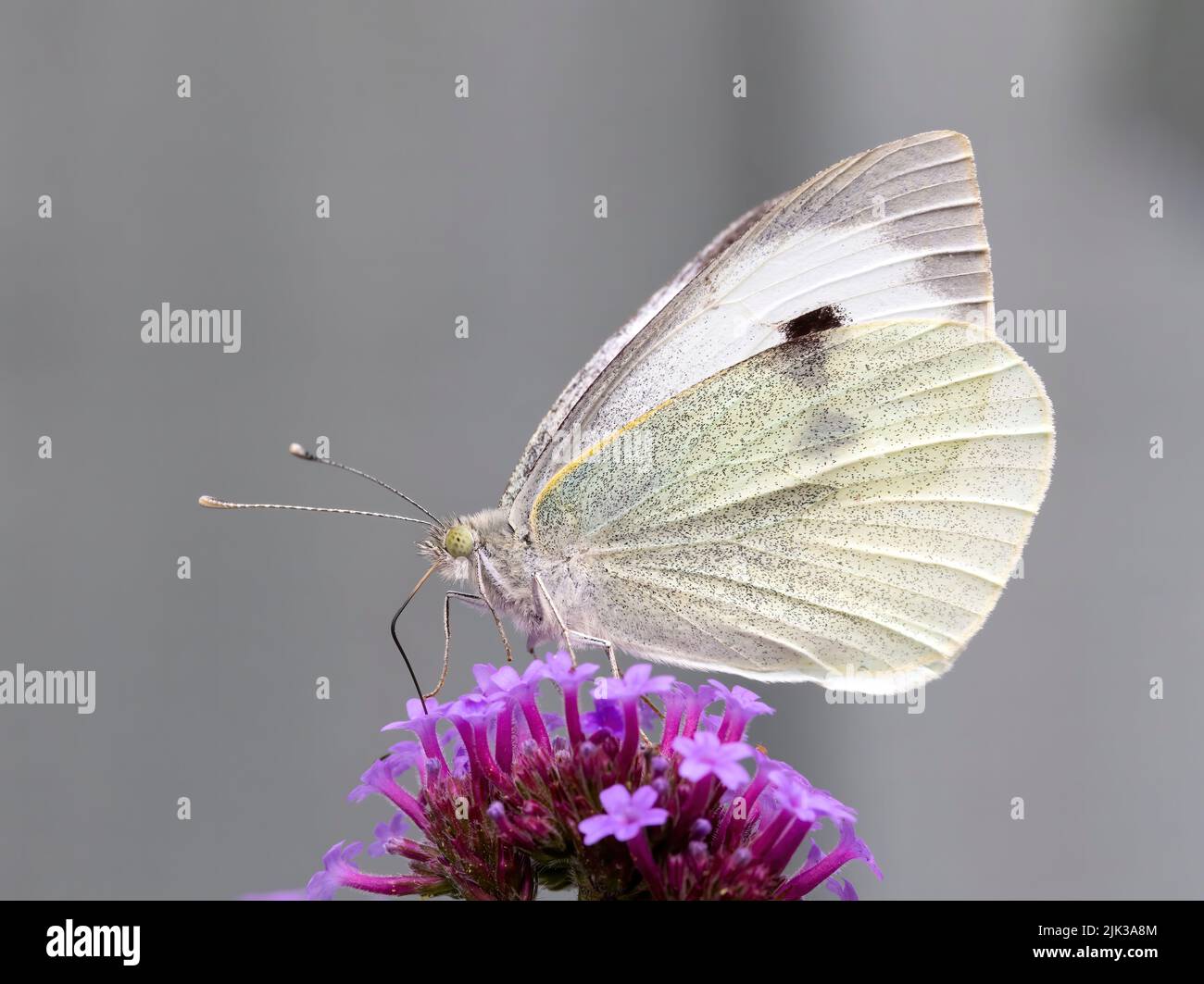 Una mariposa blanca grande hembra, (Pieris brassicae), alimentándose de una flor de Verbena Foto de stock