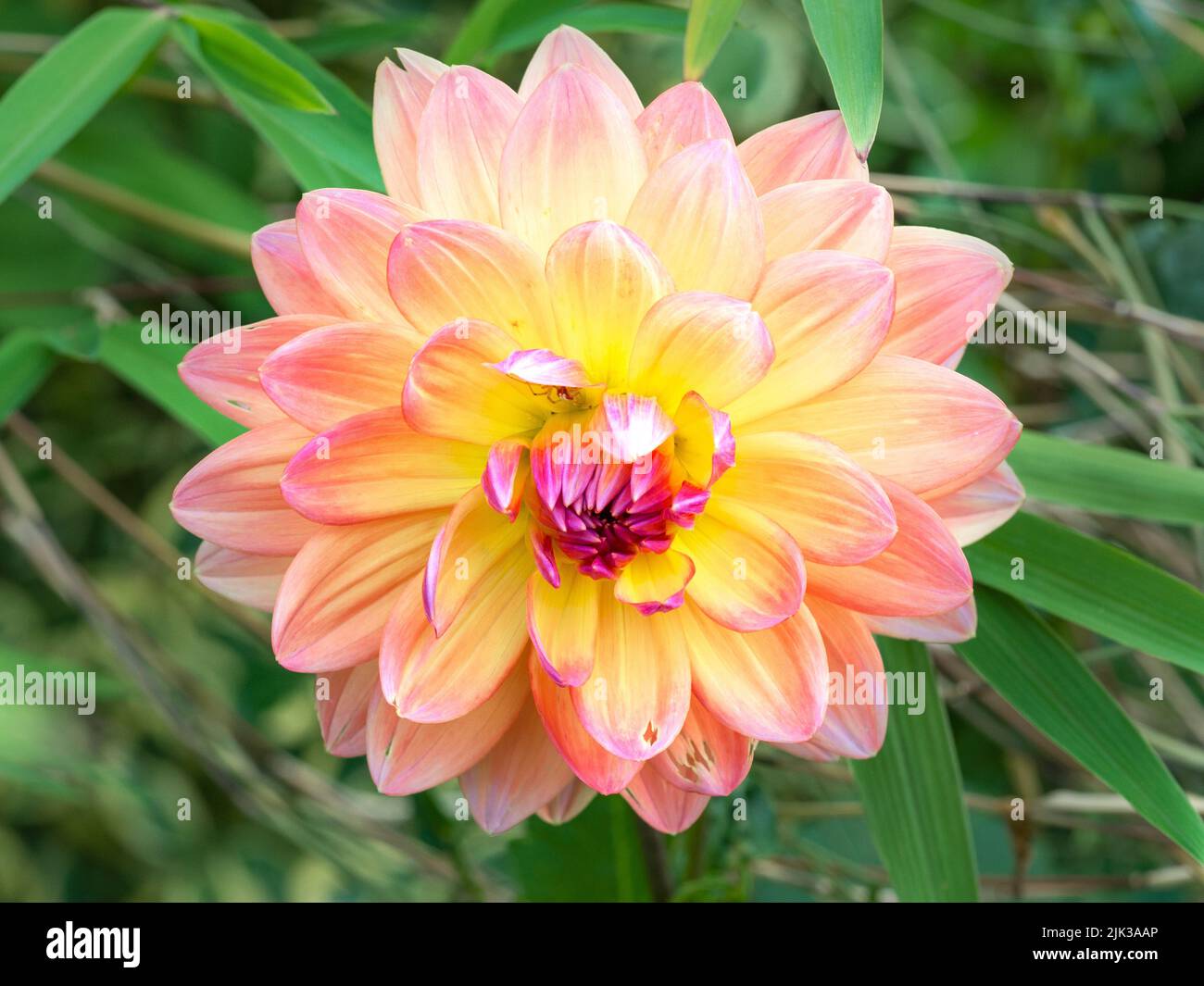 Dahlia doble grande florece bajo la luz del sol en un jardín Foto de stock