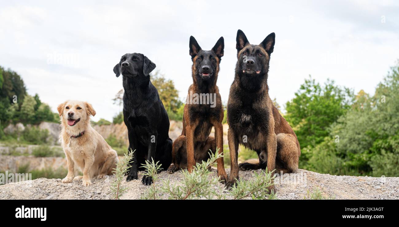 Cuatro perros obedientes - dos pastores malinois belgas, un perro labrador y una raza mixta - sentados en una línea fuera de la naturaleza. Foto de stock