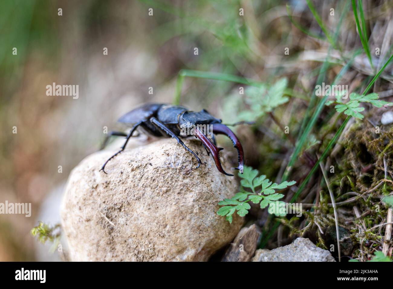Insecto del escarabajo del ciervo negro que se sienta fuera en una roca. Foto de stock
