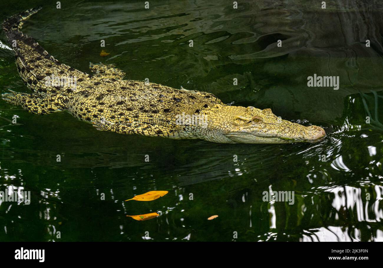 Cocodrilo de agua salada blanca, también (Crocodylus porosus), albino, musgo, retrato animal, cautivo, Alemania, Europa Foto de stock