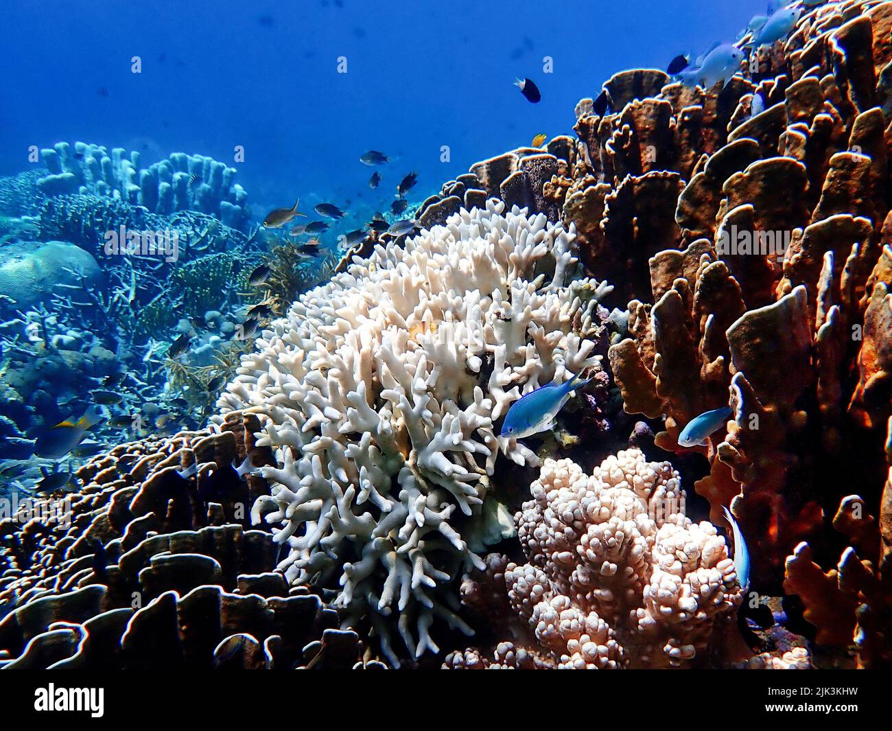 Indonesia Sumbawa - colorido arrecife de coral con peces tropicales Foto de stock