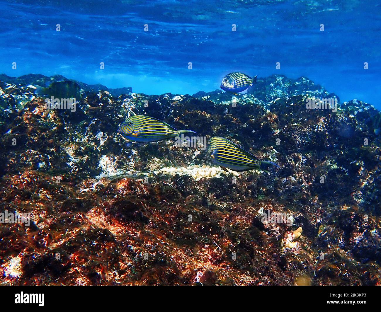 Indonesia Sumbawa - colorido arrecife de coral con peces tropicales Foto de stock