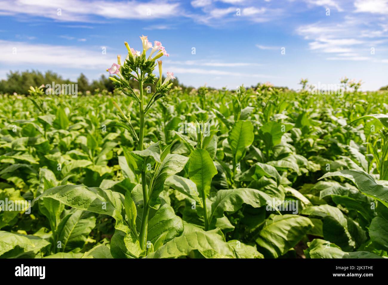 Plantación de tabaco bajo el cielo azul Foto de stock