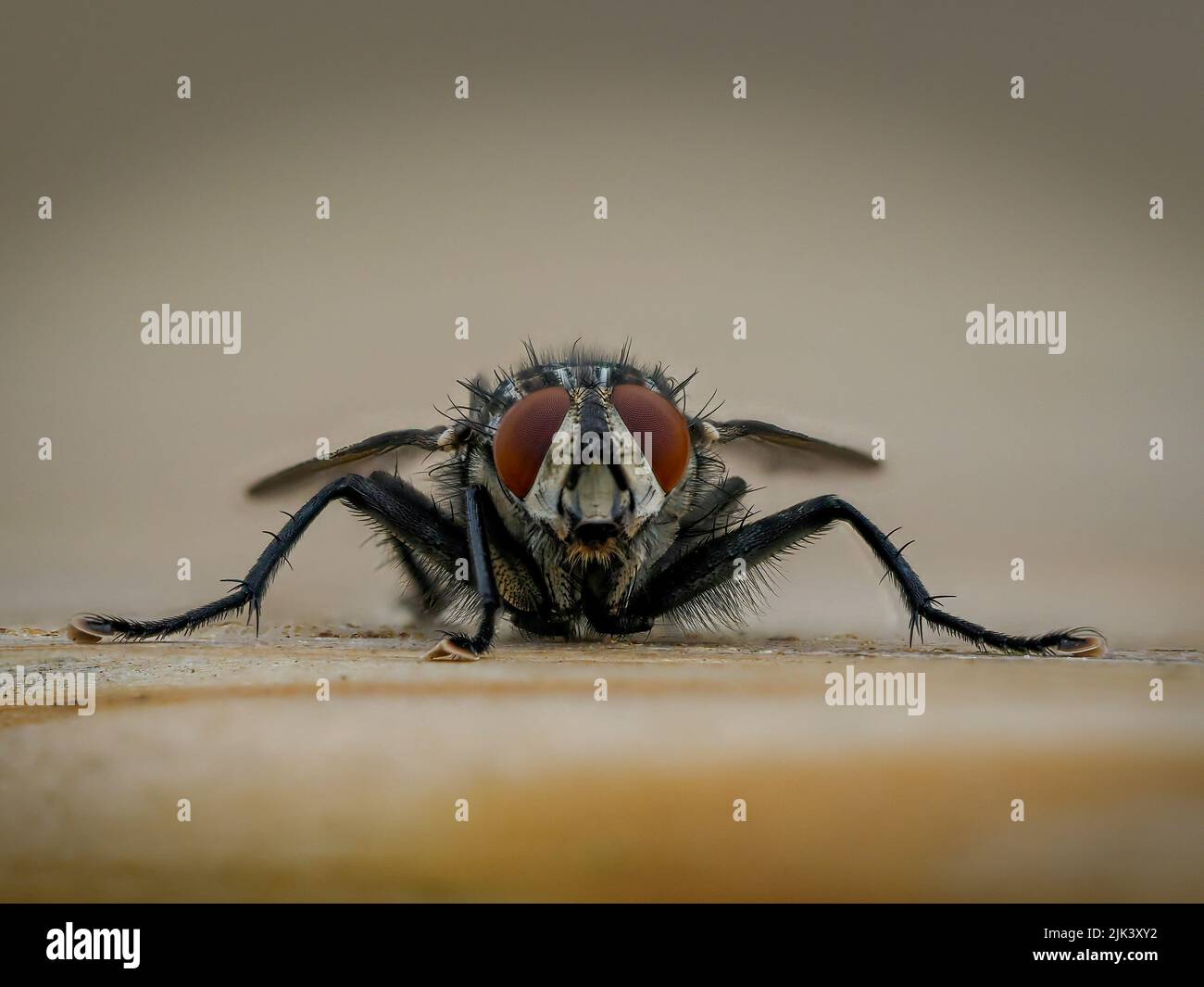 Enfoque apilado de una mosca de la carne (Sarcophagidae) Foto de stock