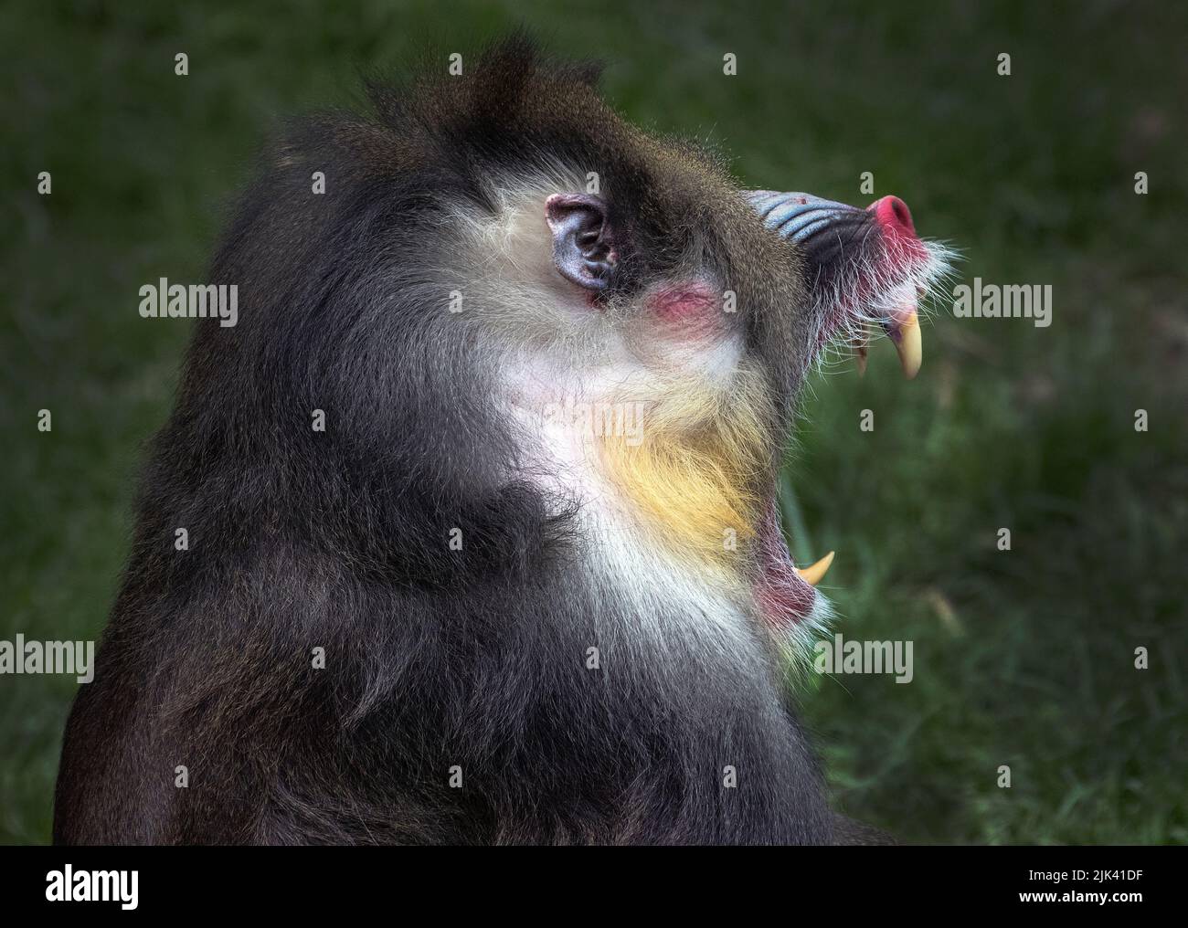 Ángulo lateral de babuino con dientes grandes y cara roja gritando Foto de stock