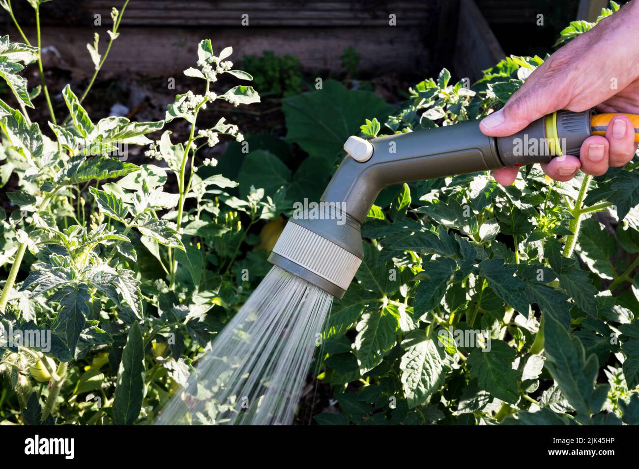 Mujer usando un aerosol de pipa para regar las plantas de tomate en su huerto. Foto de stock