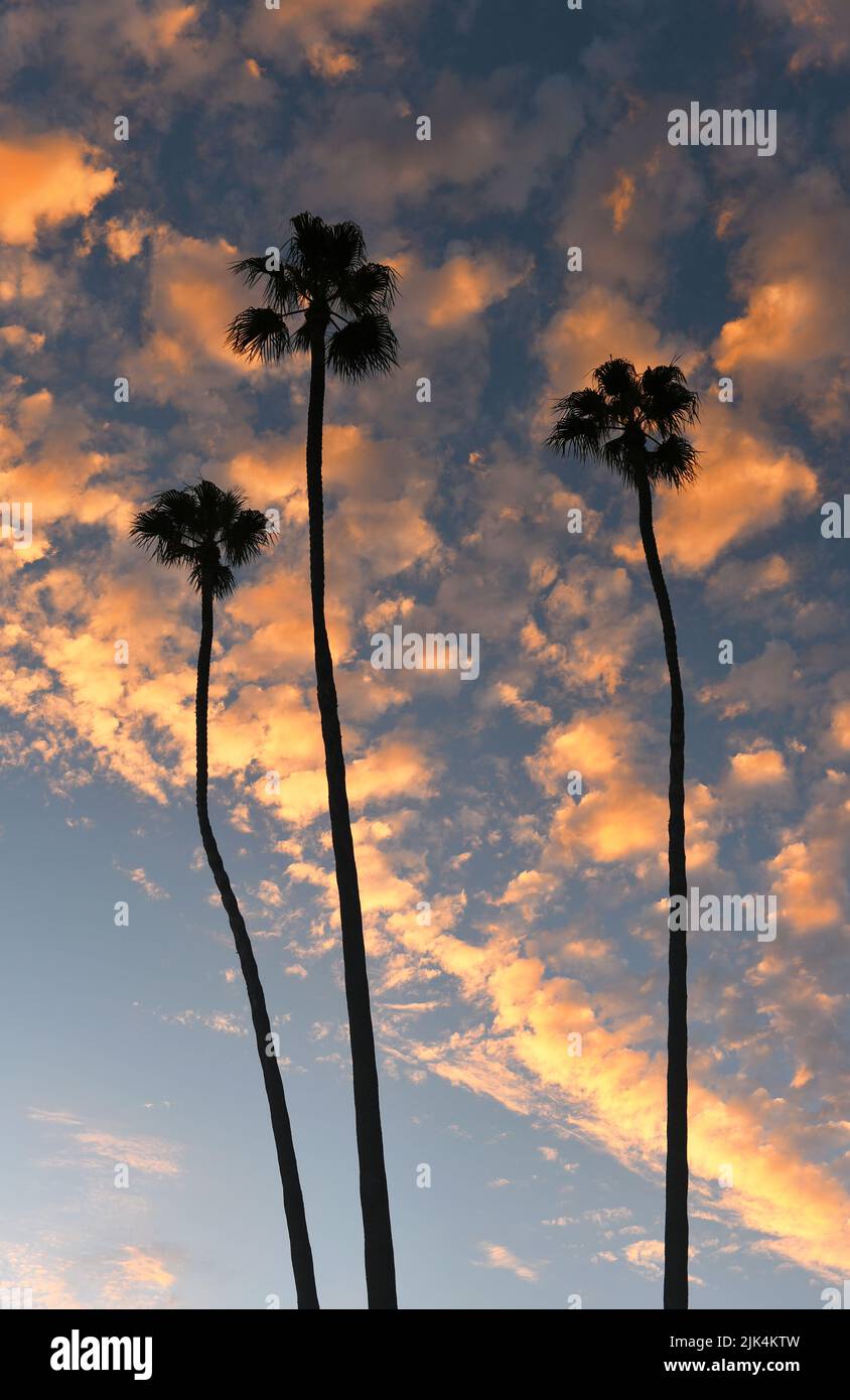 Tres palmeras en silueta contra las nubes rosadas y el cielo azul al atardecer. Foto de stock