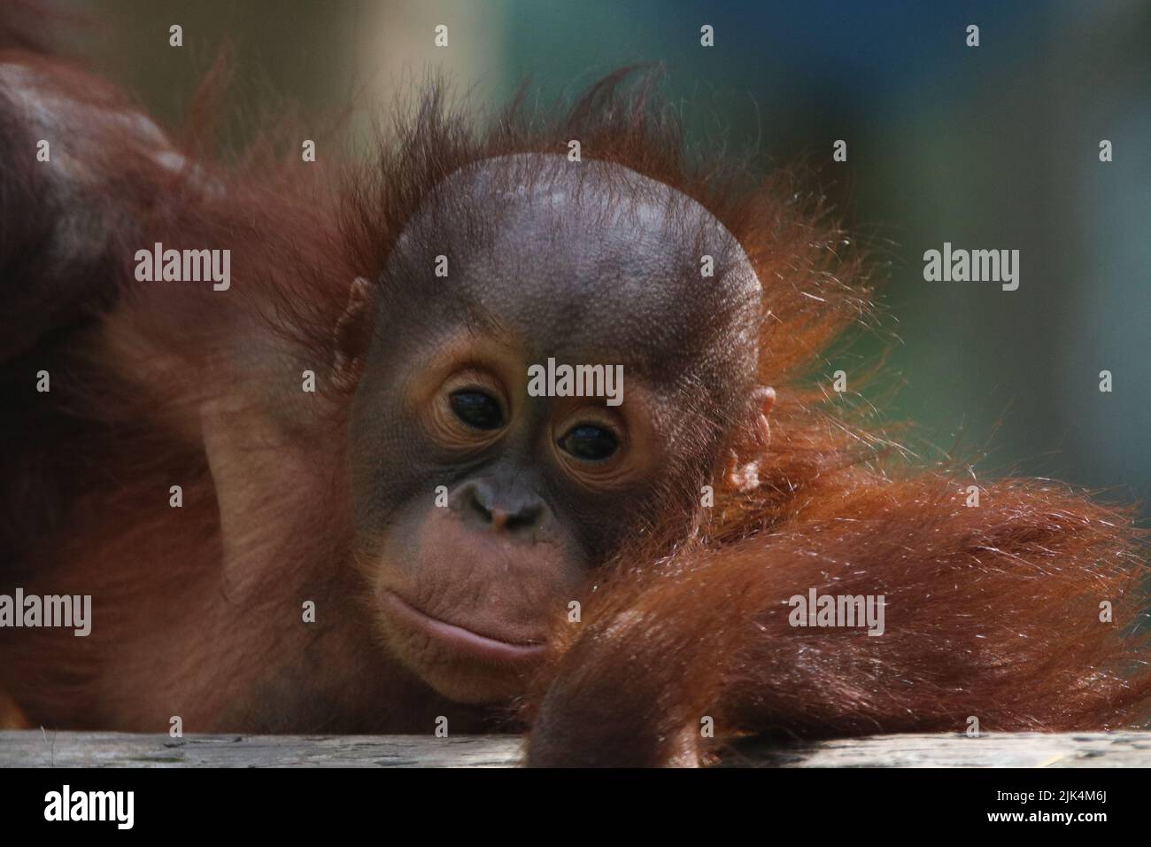 Orangután bebé mirar Foto de stock