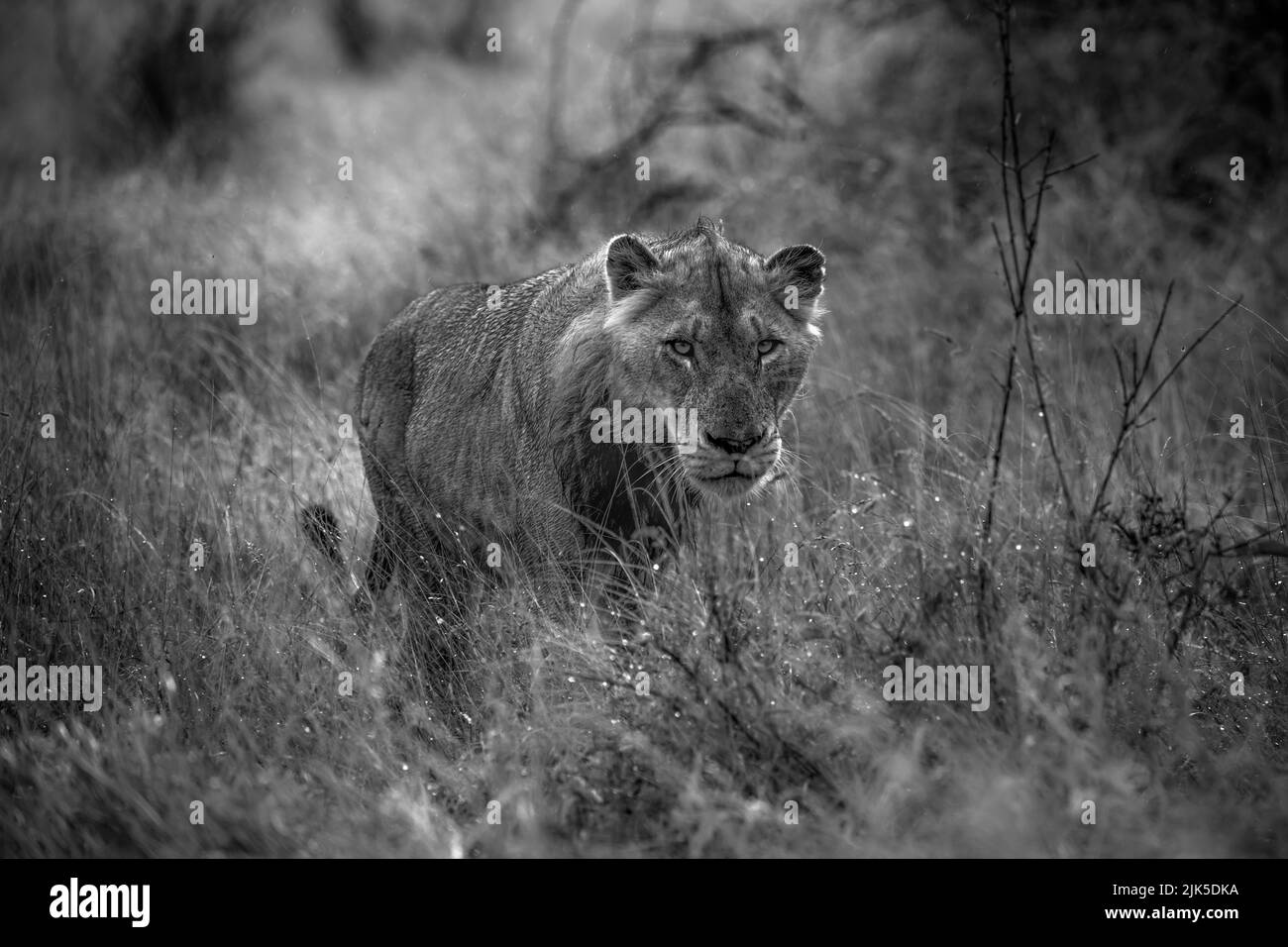 Joven león caminando a través de hierba húmeda después de fuertes lluvias en el Parque Kruger Foto de stock