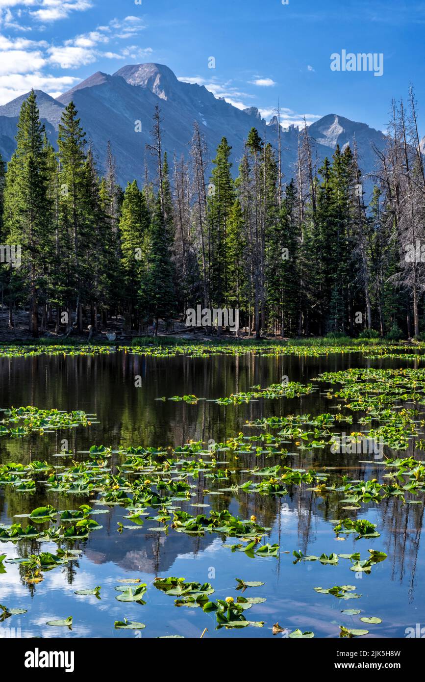Pico Longs rebordeado en el lago Nymph entre los nenúfares de Pond Lillies en el Parque Nacional de las Montañas Rocosas, Colorado. Foto de stock